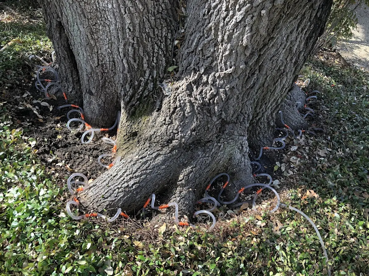 Detailed Tree Cabling and Bracing job site in Littlefield
