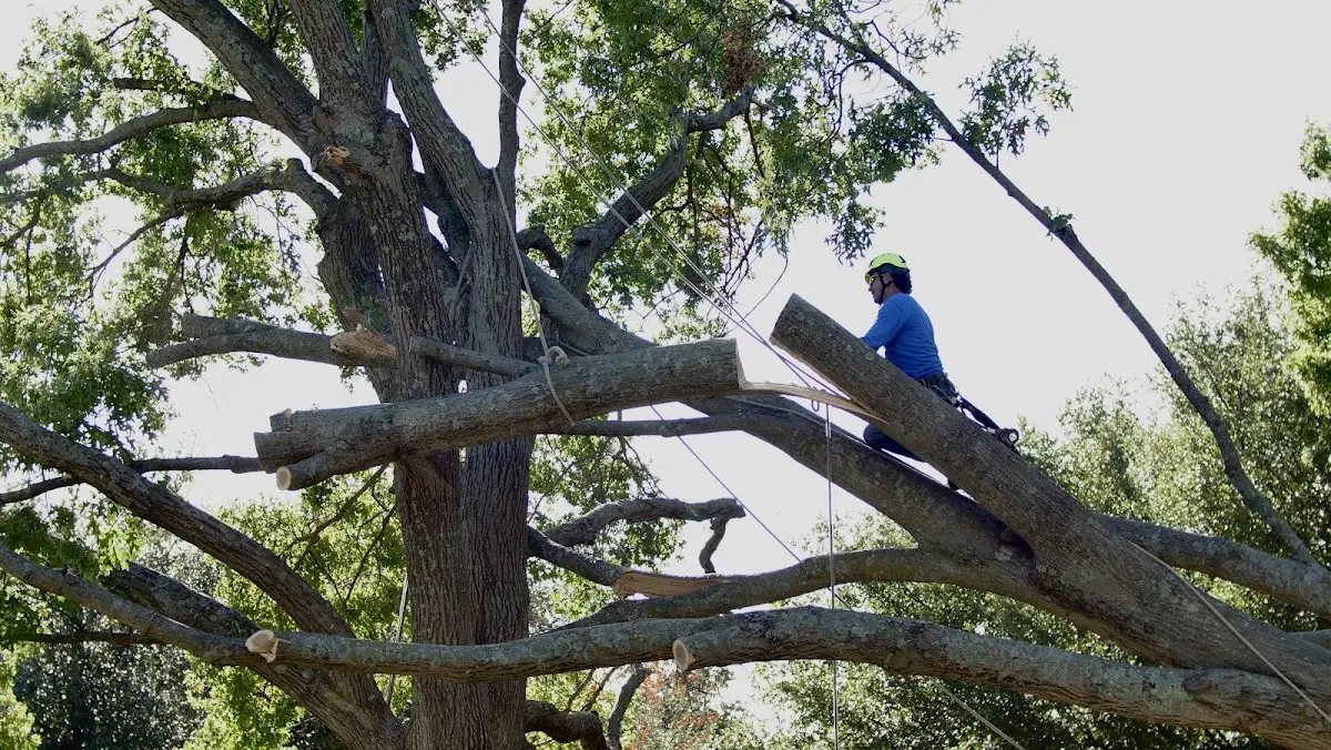 Professional Crown Thinning performed by certified arborists in Littlefield